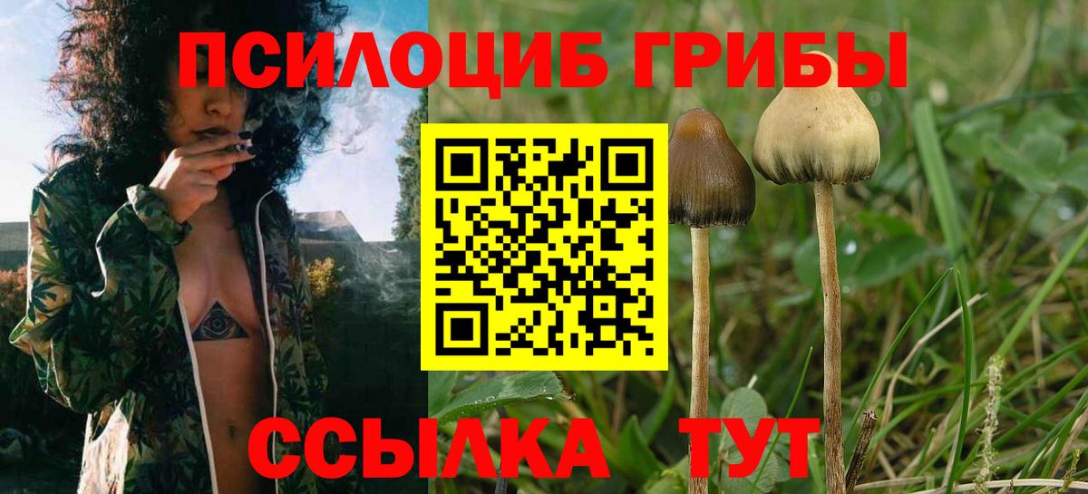 Галлюциногенные грибы Psilocybe Курчалой